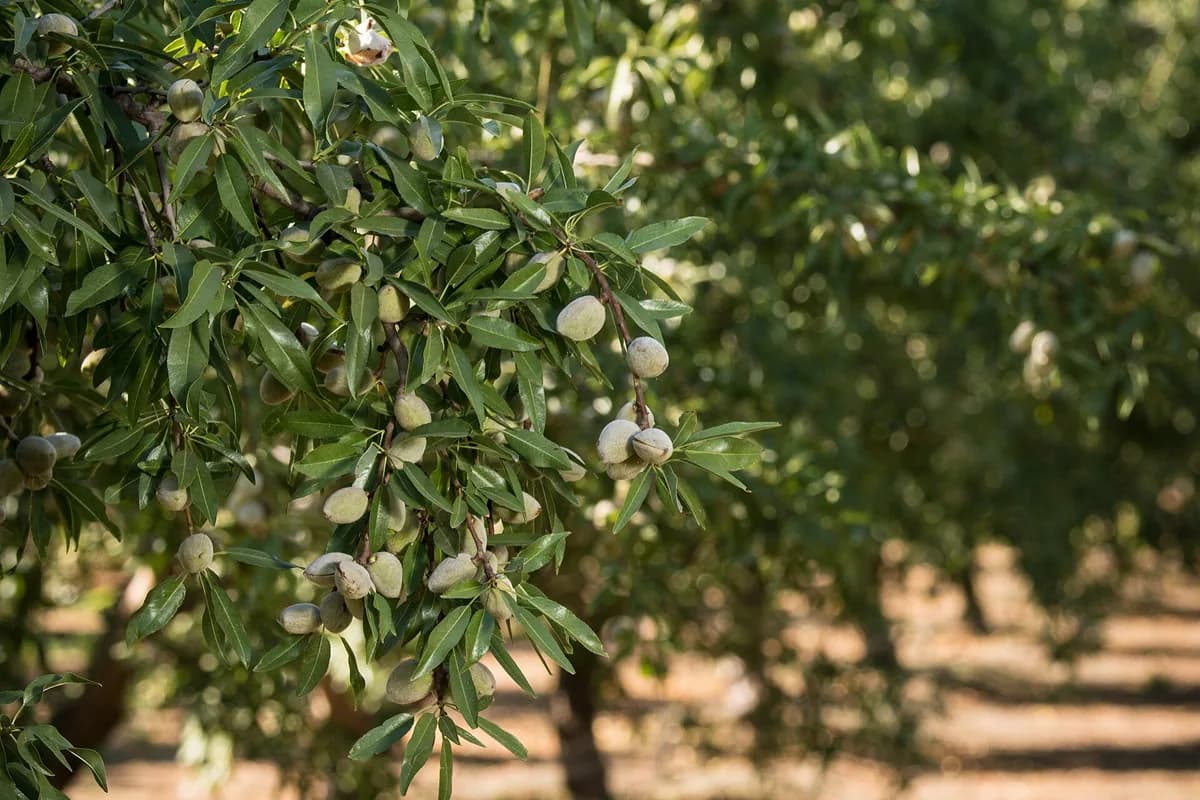 Central Valley almond orchard rows — urgent manufactured-home leveling coverage near Fresno