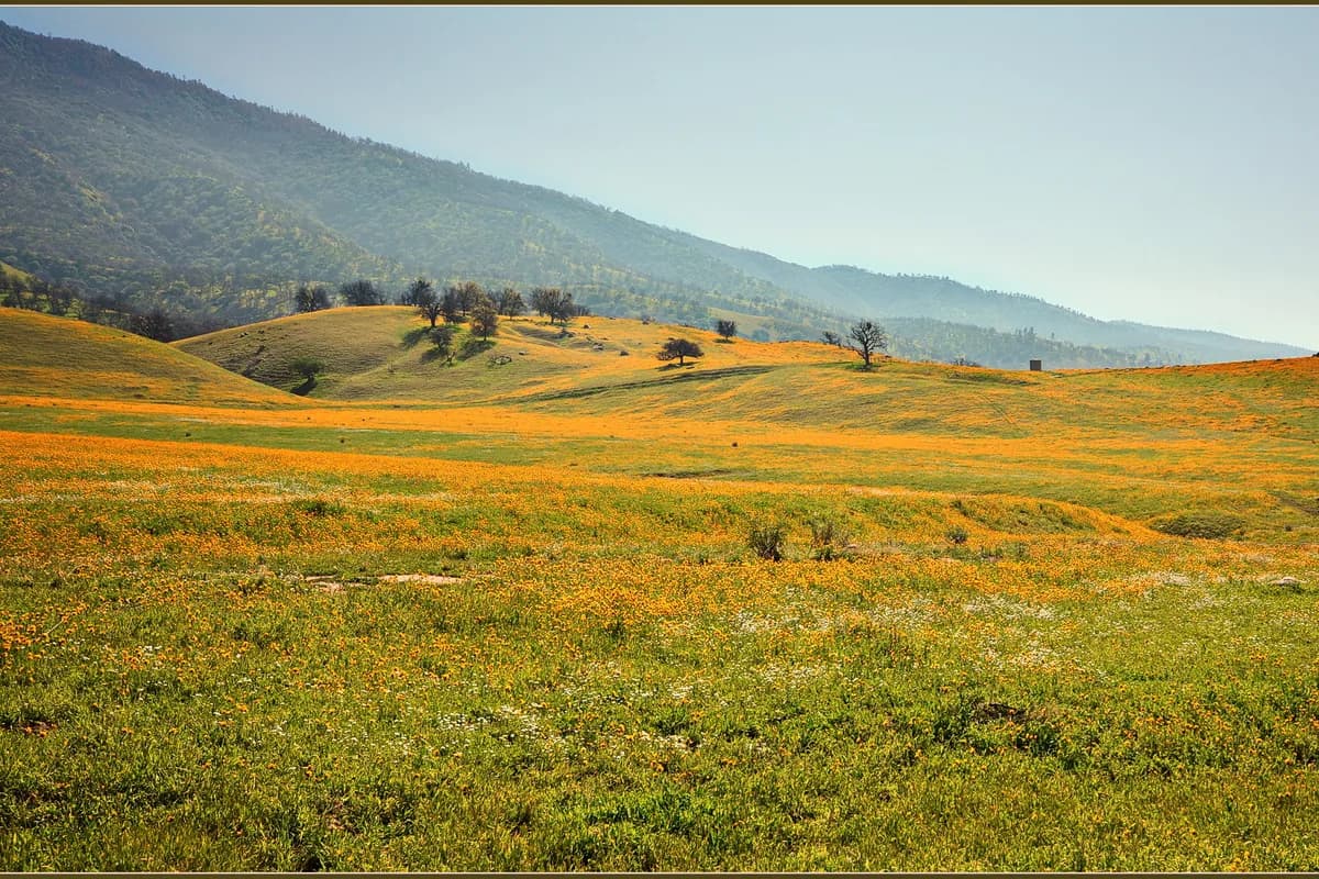 Blooming foothill landscape east of Fresno near Sanger — manufactured home leveling coverage